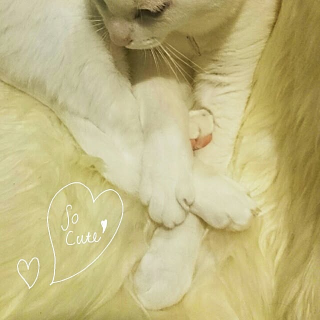 kikinanaさんの実例写真