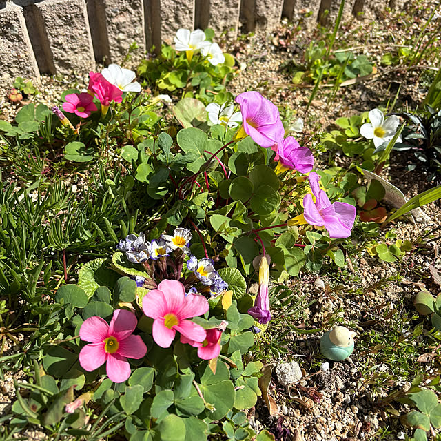 alchoさんの実例写真