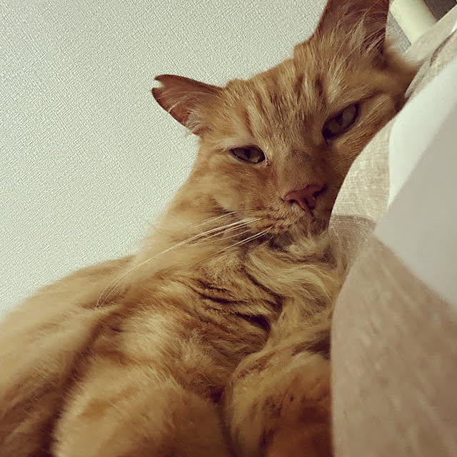 misakiさんの実例写真