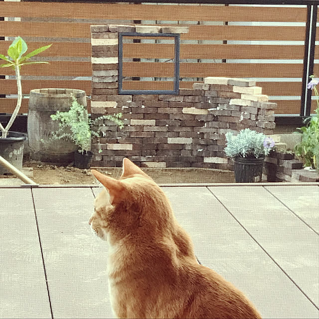 snowさんの実例写真