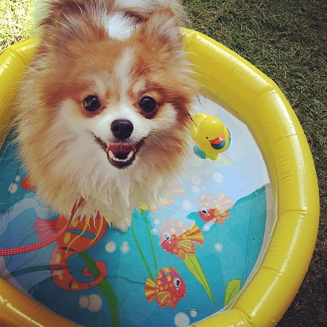 maopiさんの実例写真