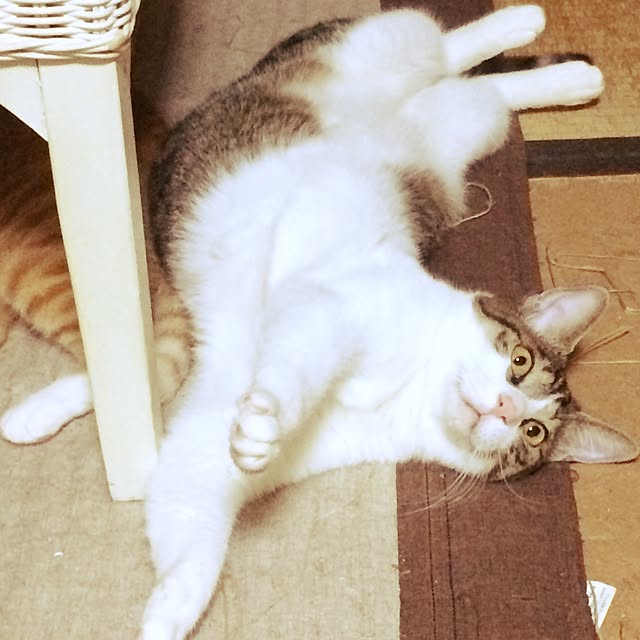 makiさんの実例写真