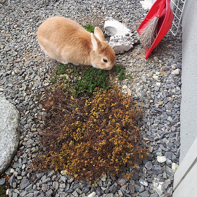 aiさんの実例写真