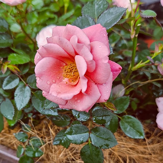 mocomocoさんの部屋