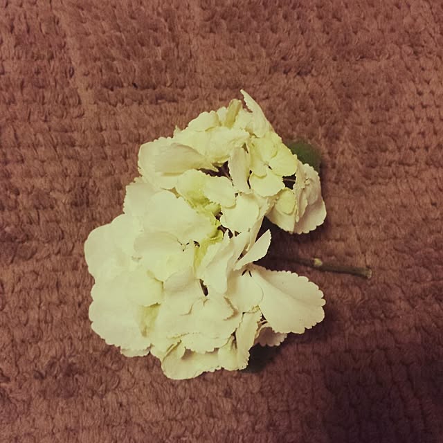 Naomiさんの実例写真