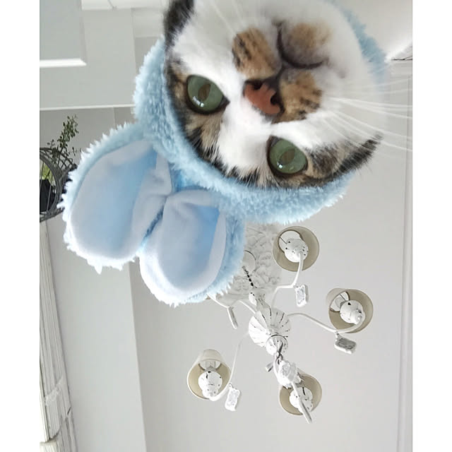 yuchiさんの実例写真