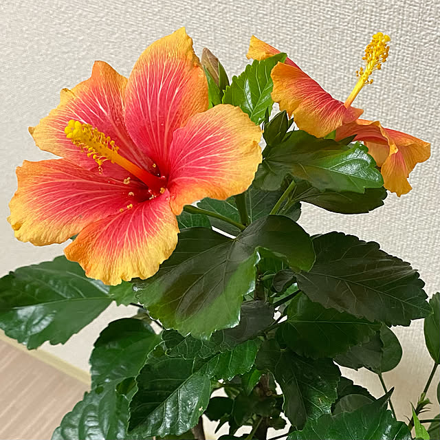 Okunoriさんの実例写真