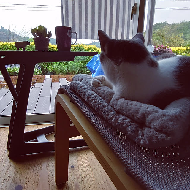 38catさんの実例写真