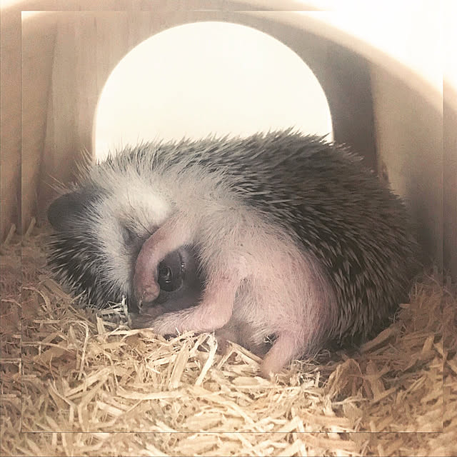 ハリネズミ/ハリー先生/はりねずみ飼い/はりねずみ/暮らしを変えたもの...などのインテリア実例 - 2020-01-24 23:27:01