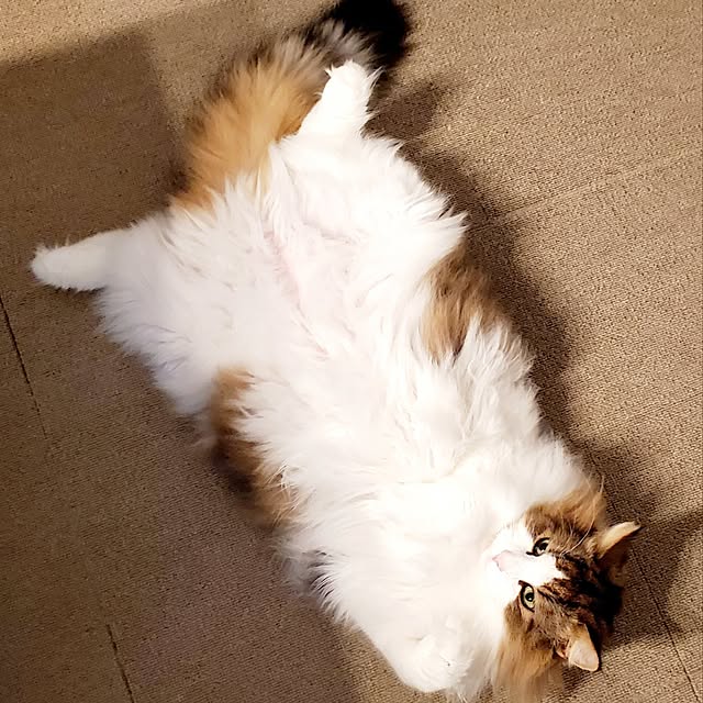 muku+maroさんの部屋