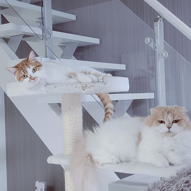 リビング/猫スペース/猫のための家/白いインテリア/スコティッシュフォールド...などのインテリア実例 - 2020-04-28 14:32:17