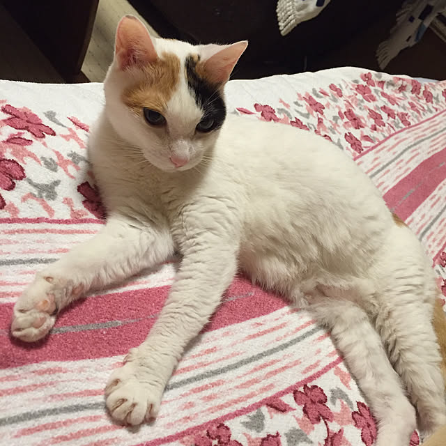 yocchiさんの実例写真