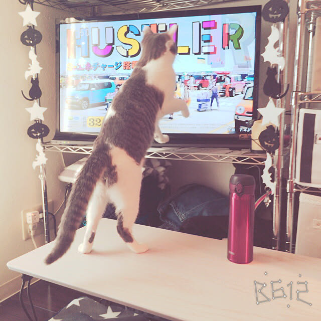 nekomaniaさんの実例写真