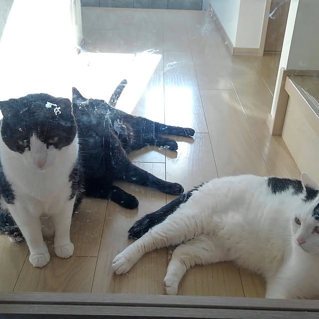 ritokichiさんの実例写真