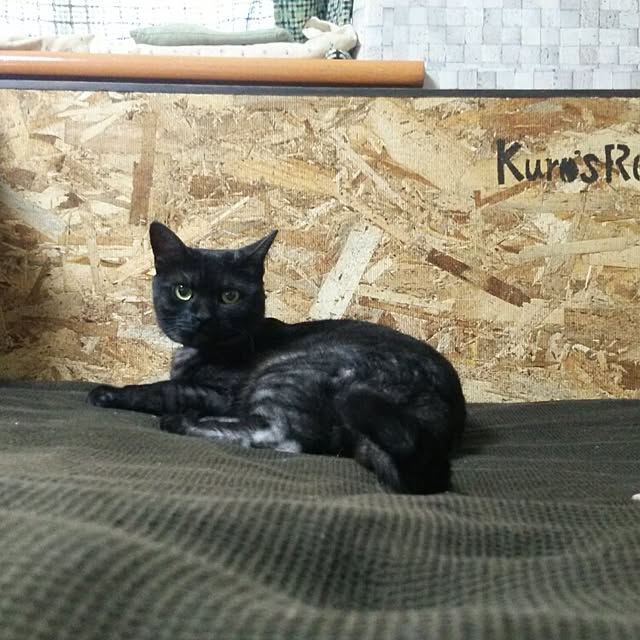 ku-さんの実例写真