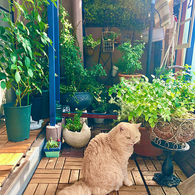 naokoさんの部屋