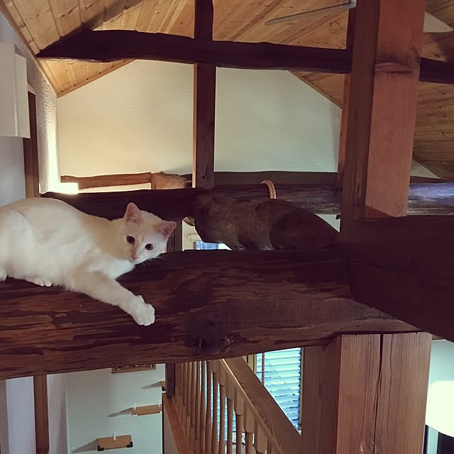 minamikazeさんの実例写真