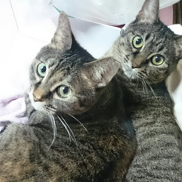 mademoisellenoaさんの実例写真