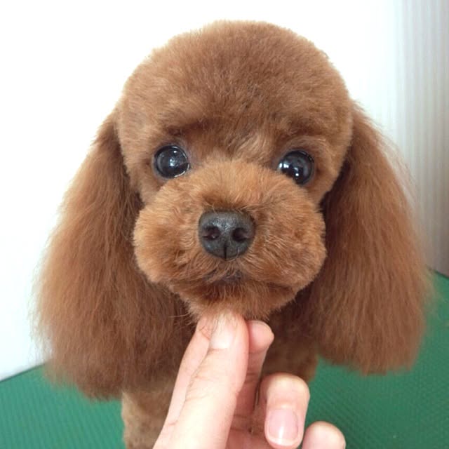 cocoさんの実例写真