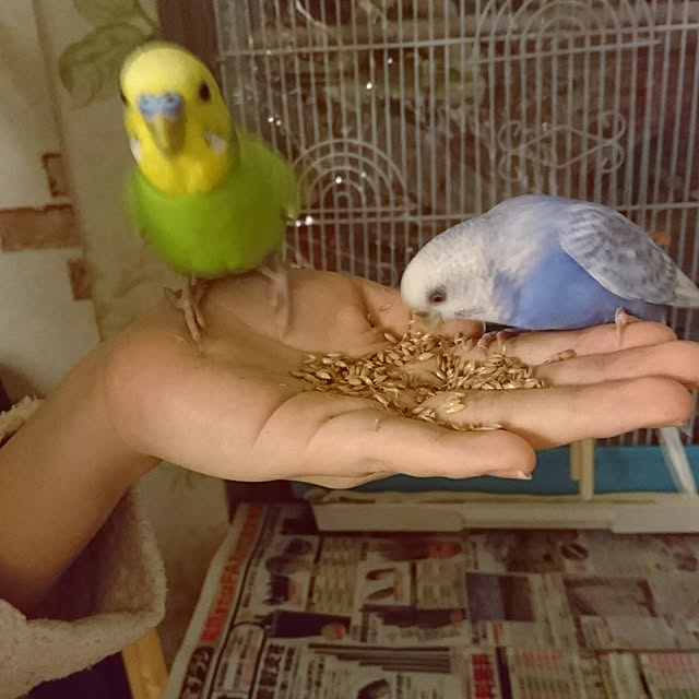 maryKayoさんの実例写真