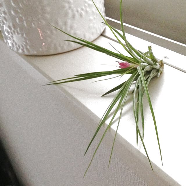 Maikaさんの実例写真