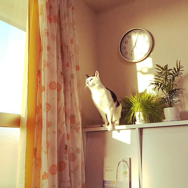suger0419さんの実例写真