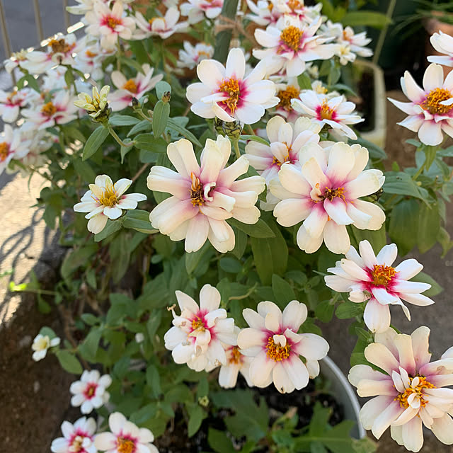 shiotanさんの部屋