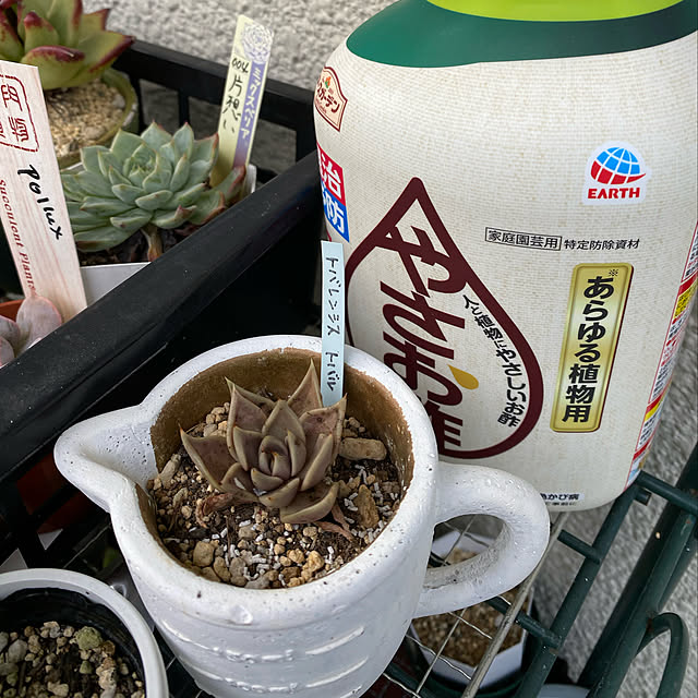 dainaoreiさんの実例写真
