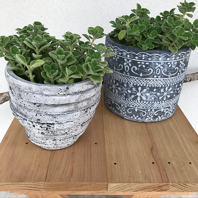 多肉植物/ガーデニング/玄関/入り口のインテリア実例 - 2020-01-23 00:09:26