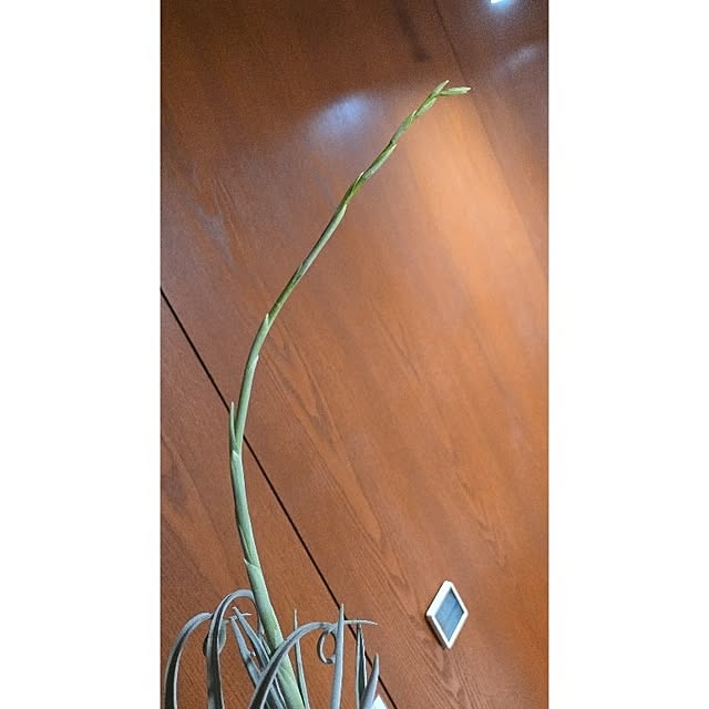 whiskerbloomさんの部屋