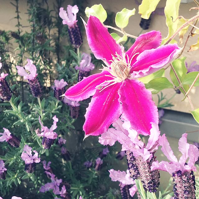 Ri-pochaさんの実例写真