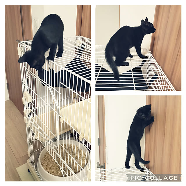 sakuraさんの実例写真