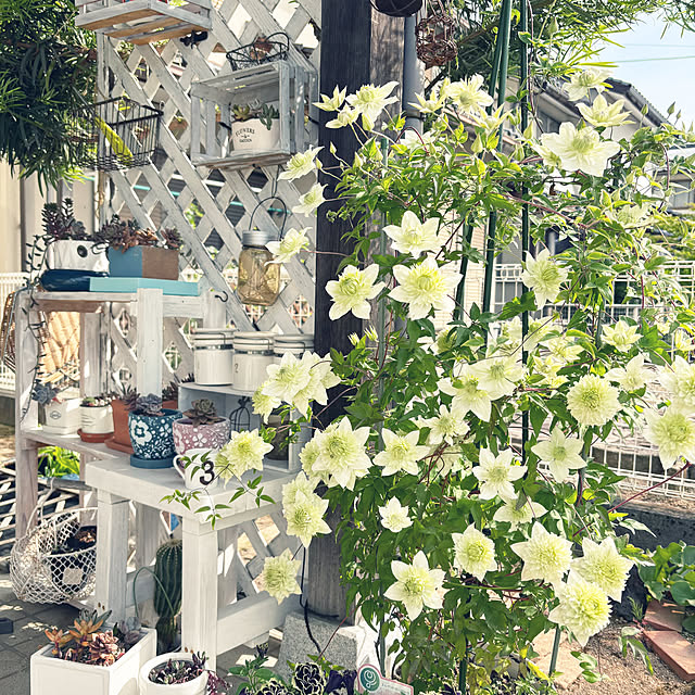 cyaroさんの部屋