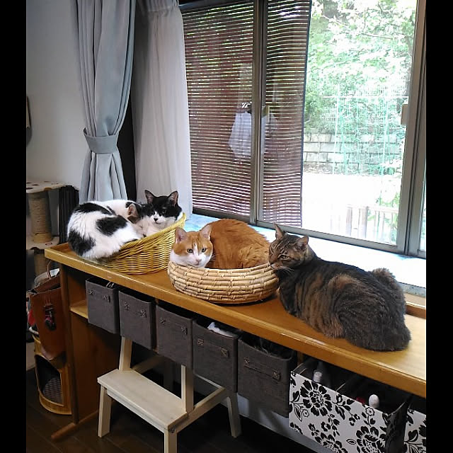 実例写真