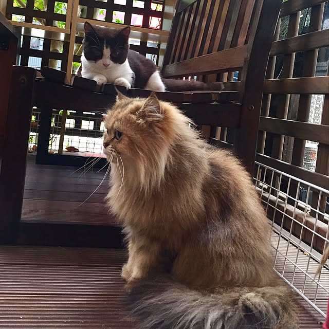 butachanさんの実例写真