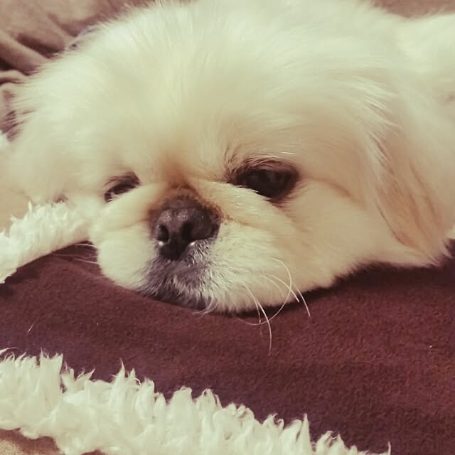 yukagomaさんの実例写真