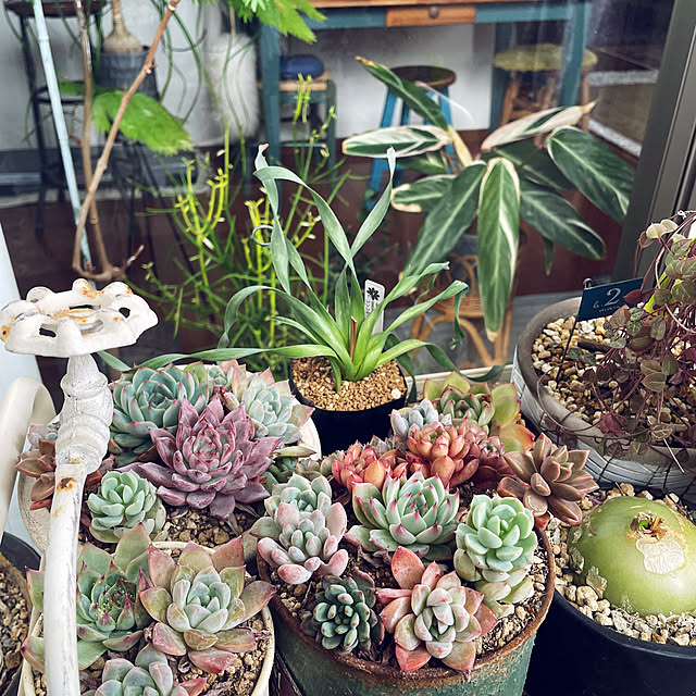 miyamiyaさんの実例写真