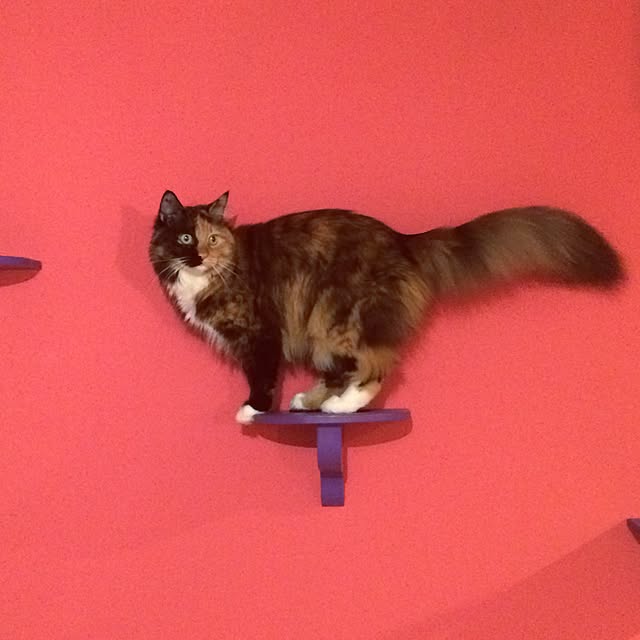nekobusさんの実例写真