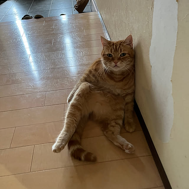 実例写真