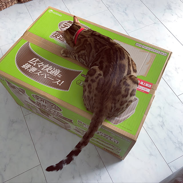 iranさんの実例写真