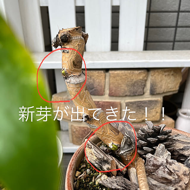 amさんの実例写真