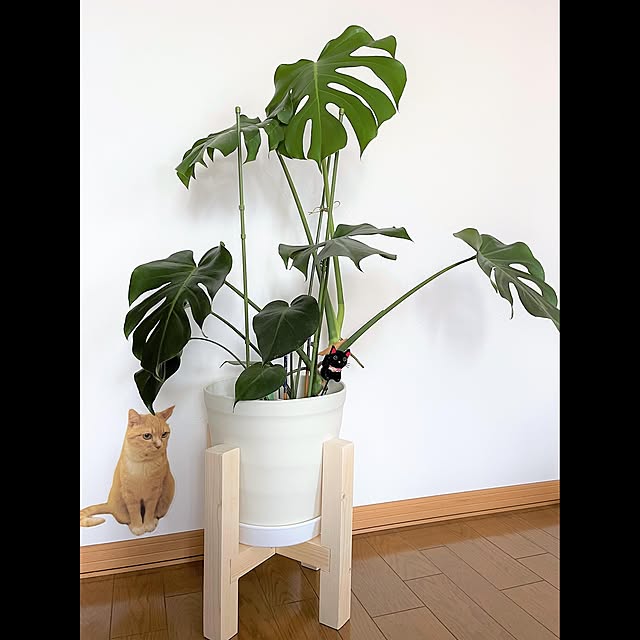 nekotsukiさんの実例写真