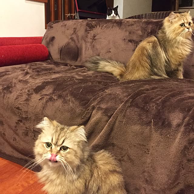 butachanさんの実例写真