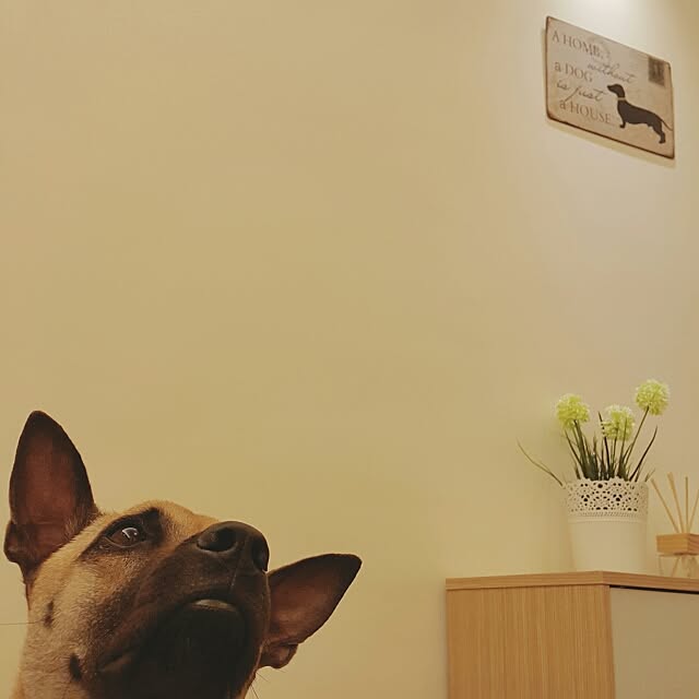 hahamiya365さんの実例写真