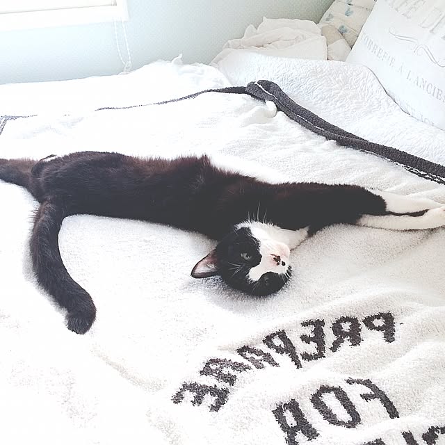 lovecatさんの実例写真