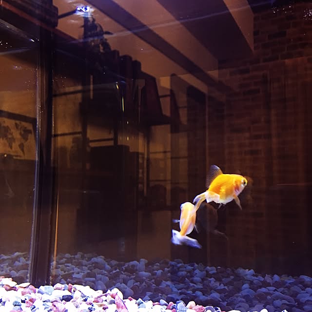 部屋全体/水槽/金魚のインテリア実例 - 2017-02-13 19:10:25