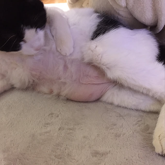 odekoさんの実例写真