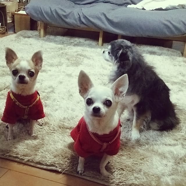 satominさんの実例写真
