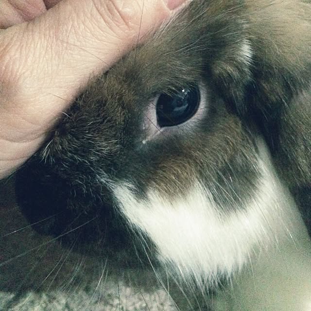 blurさんの実例写真