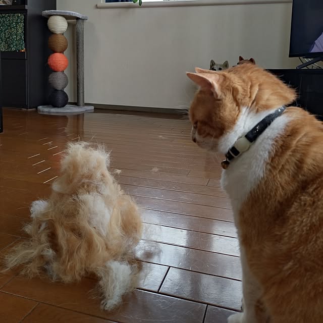 NOAHさんの部屋